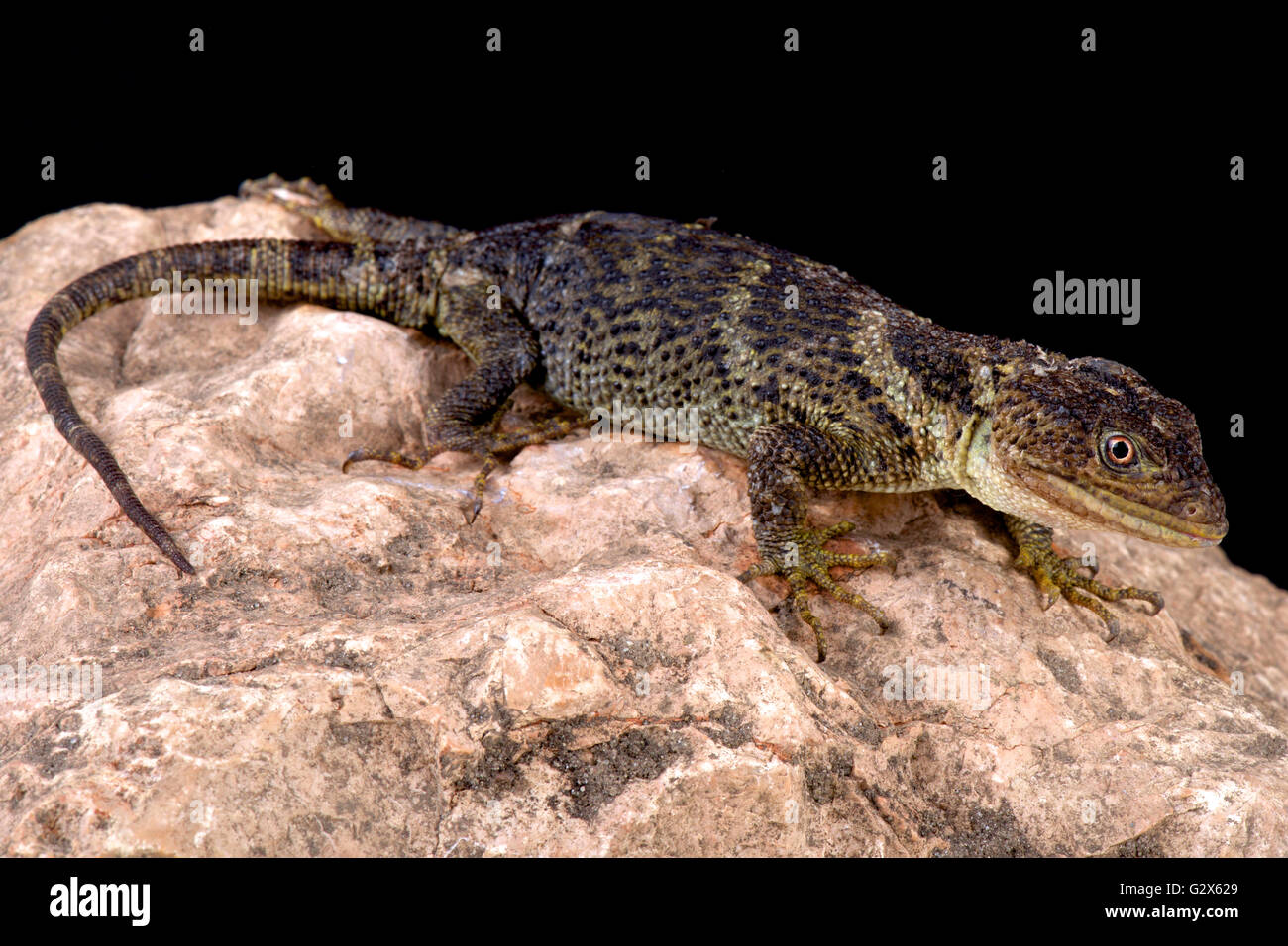 La manopola a testa piatta-scaled lizard (Xenosaurus platyceps) Foto Stock