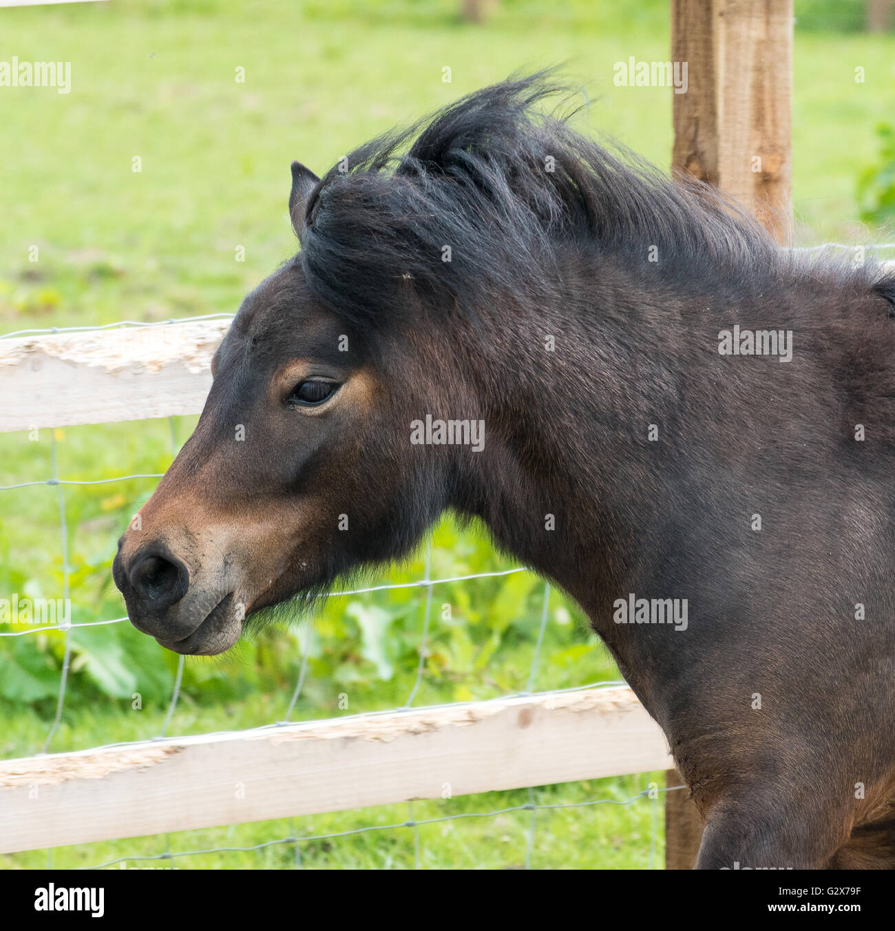 Pony Shetland fino in prossimità della sua testa Foto Stock