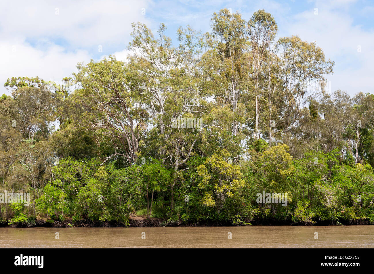 Vegetazione di mangrovie sulle rive del Fiume Brisbane, Fig Tree Pocket, Brisbane, Queensland, Australia Foto Stock