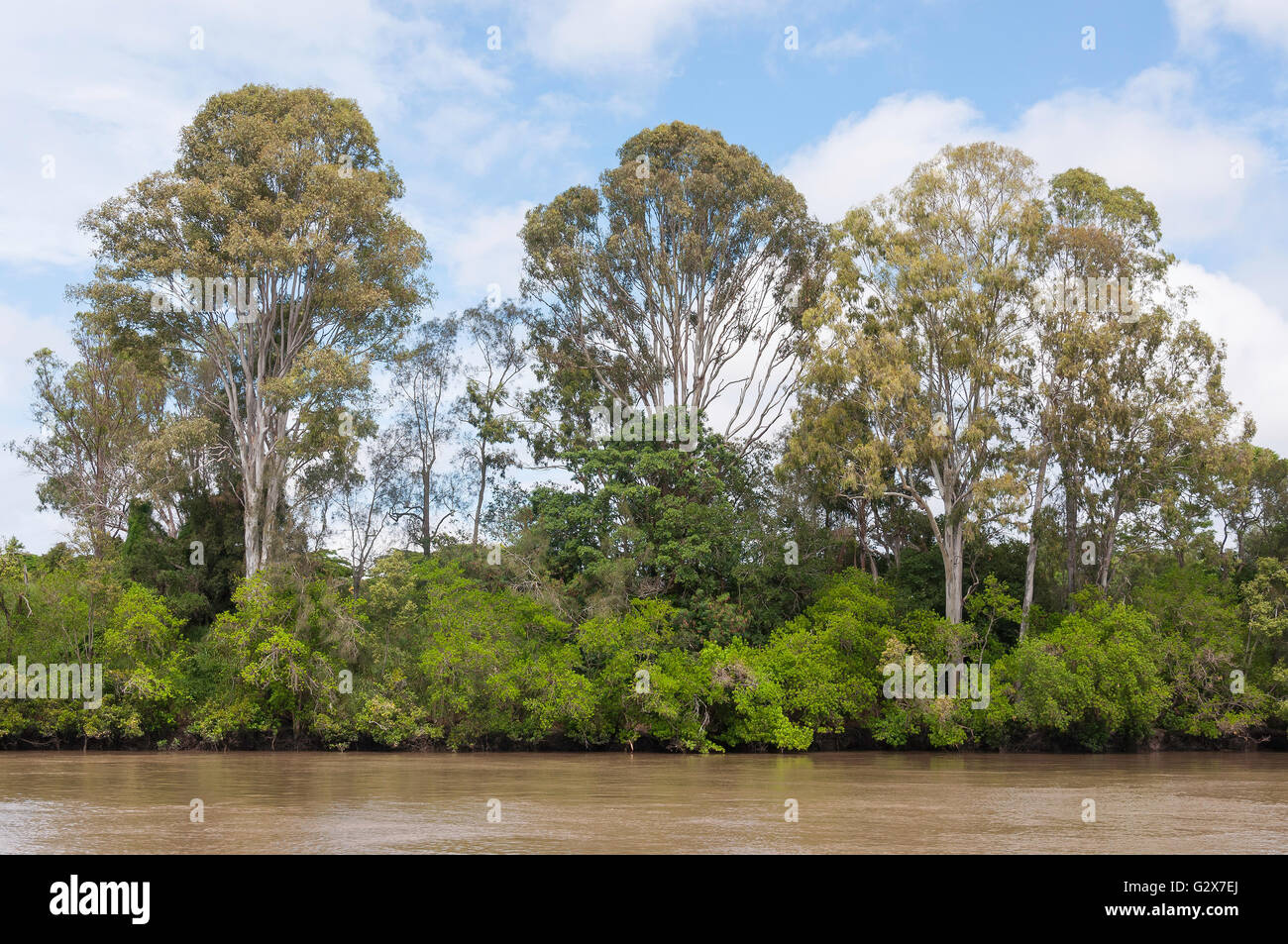 Vegetazione di mangrovie sulle rive del Fiume Brisbane, Fig Tree Pocket, Brisbane, Queensland, Australia Foto Stock