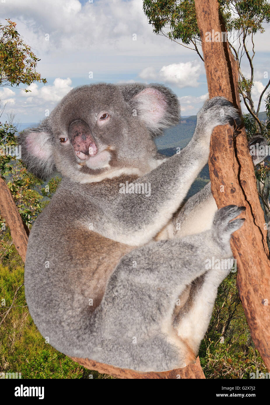 Koala (Phascolarctos cinereus) nell'albero di eucalipto, nuovo Galles del Sud, Australia Foto Stock