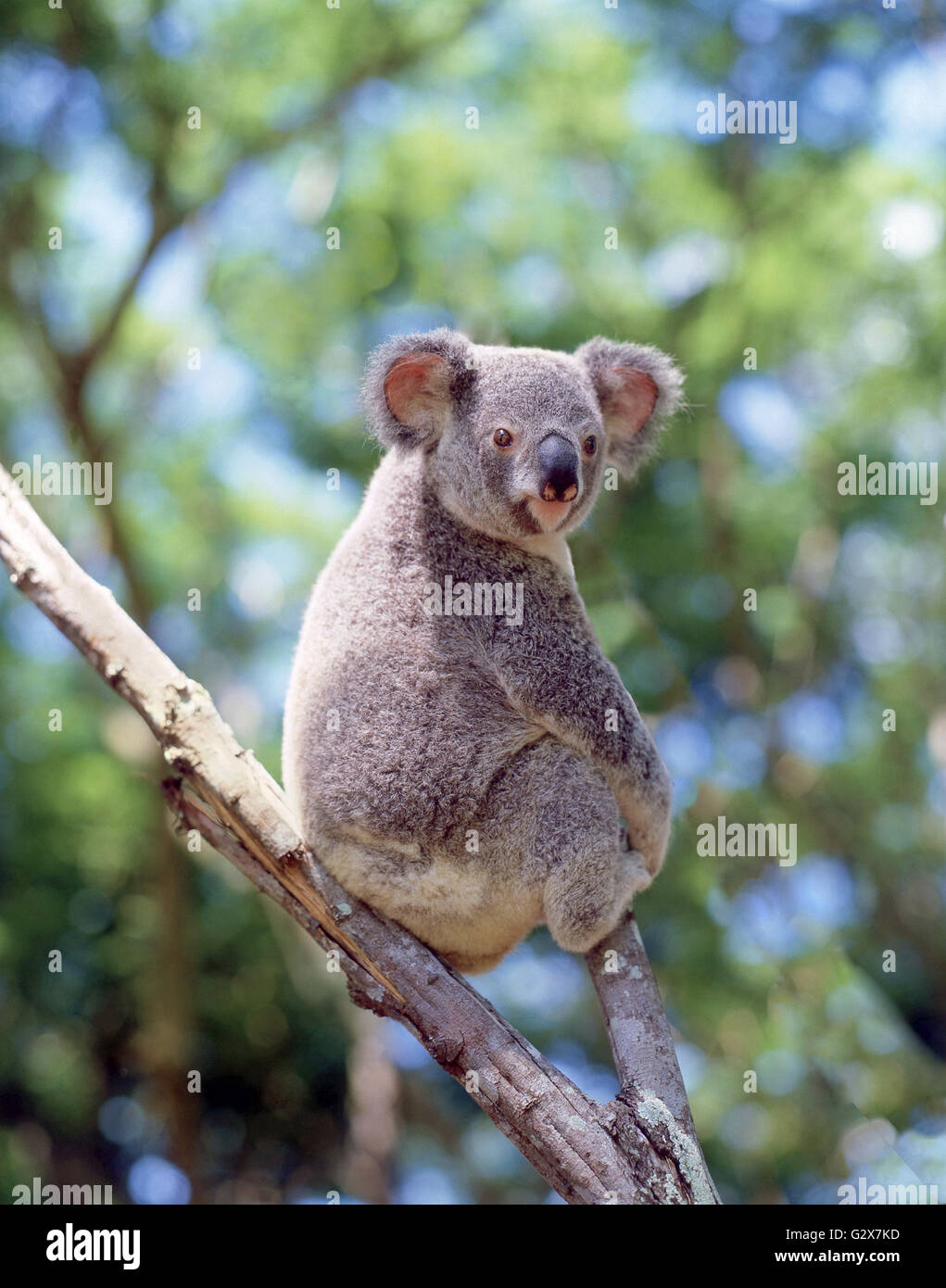 Il Koala nativo nel selvaggio, Queensland, Australia Foto Stock