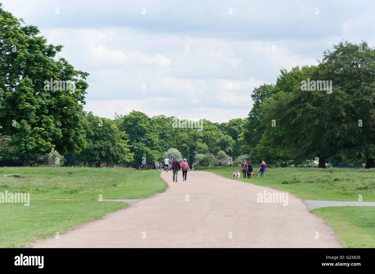 La strada attraverso Bushy Park, Borough di Richmond upon Thames, Greater London, England, Regno Unito Foto Stock