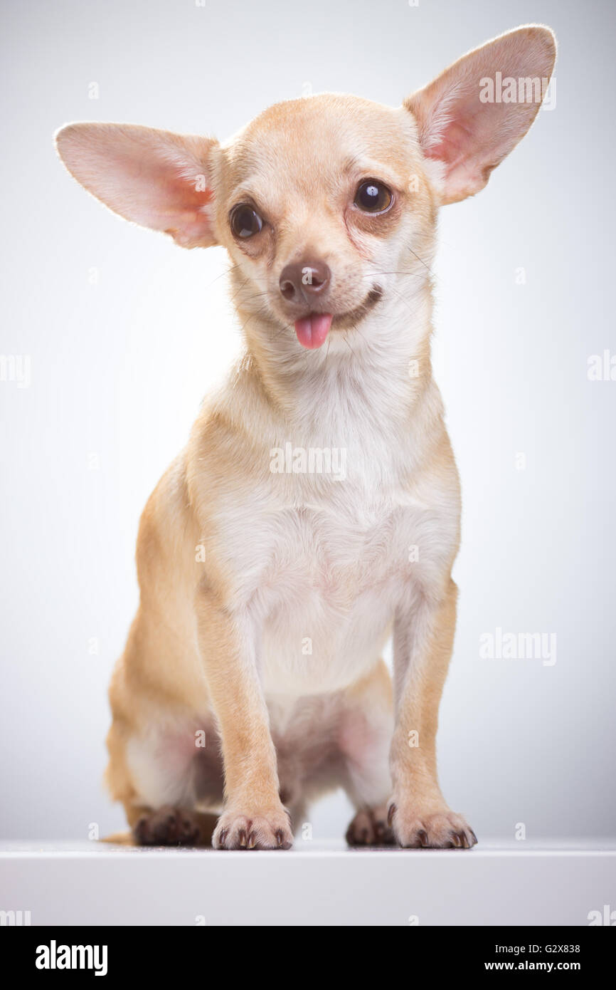 Silly funny Chihuahua cane ritratto. Sfondo bianco. Foto Stock