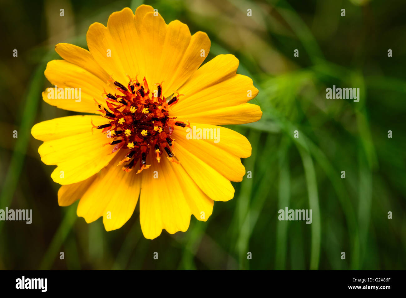 Coreopsis linifolia millefiori, talvolta chiamato Texas Tickweed anteriore, completo di messa a fuoco selettiva Foto Stock