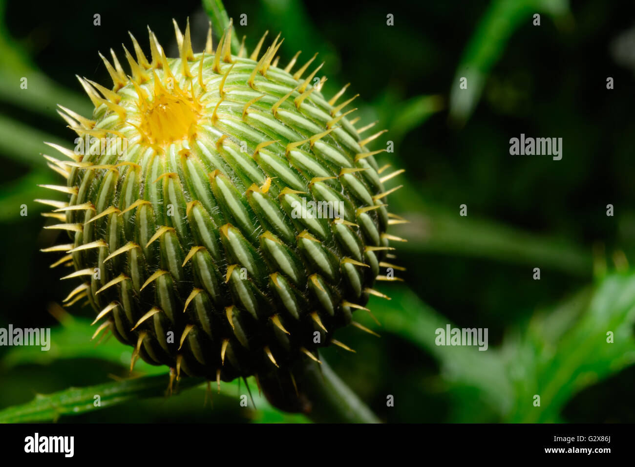 Texas Thistle (Cirsium texanum) testa verde di close-up di messa a fuoco selettiva Foto Stock