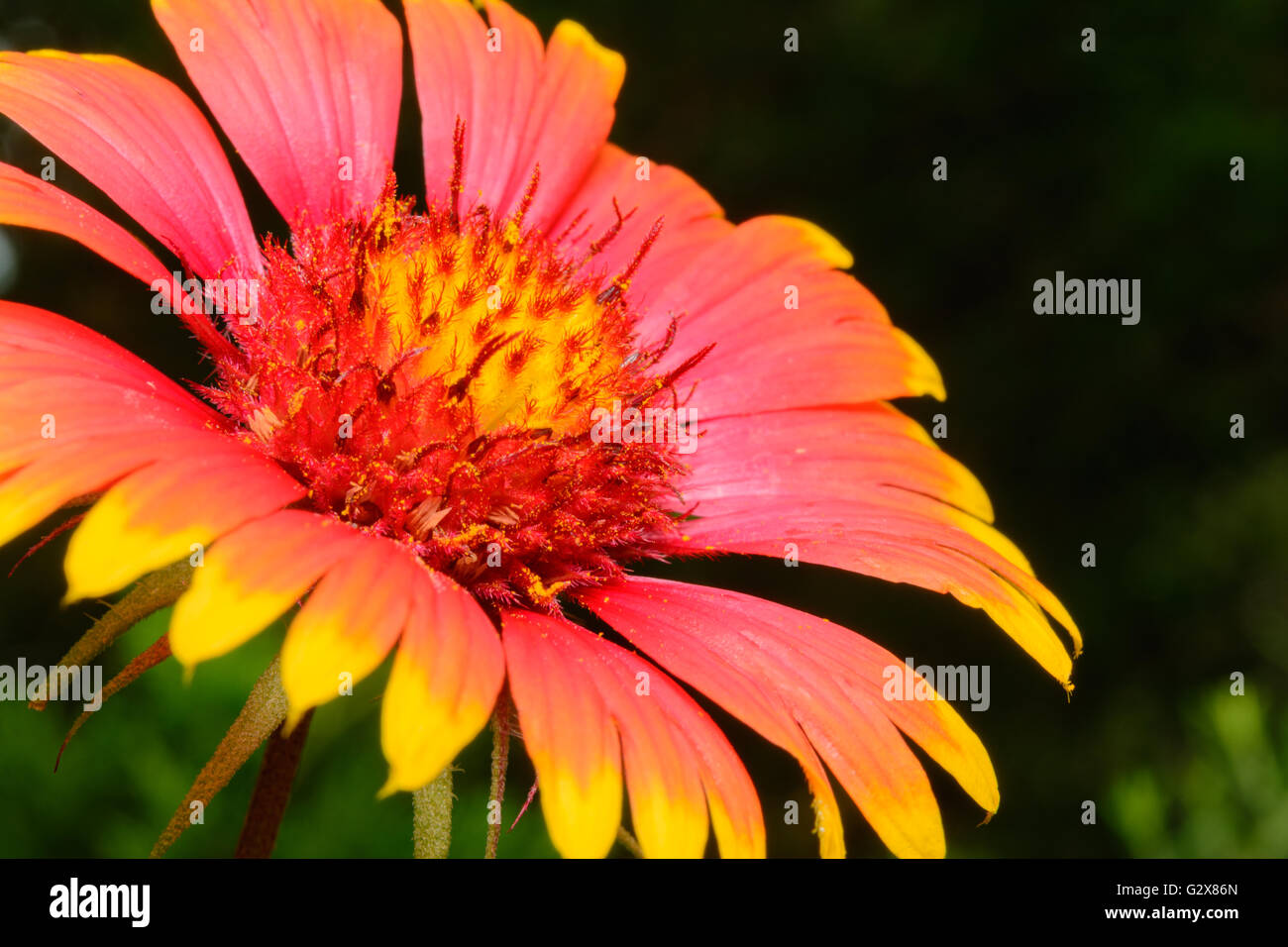 Indian Blanket (Gaillardia pulchella) o millefiori Firewheel messa a fuoco selettiva Foto Stock