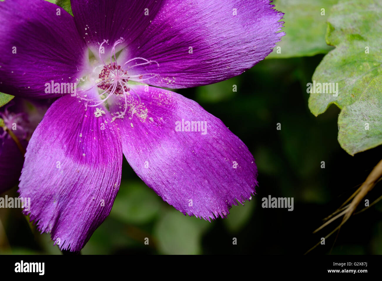 Viola (Winecup callirhoe involucrata) aperta con Stame e di polline Foto Stock