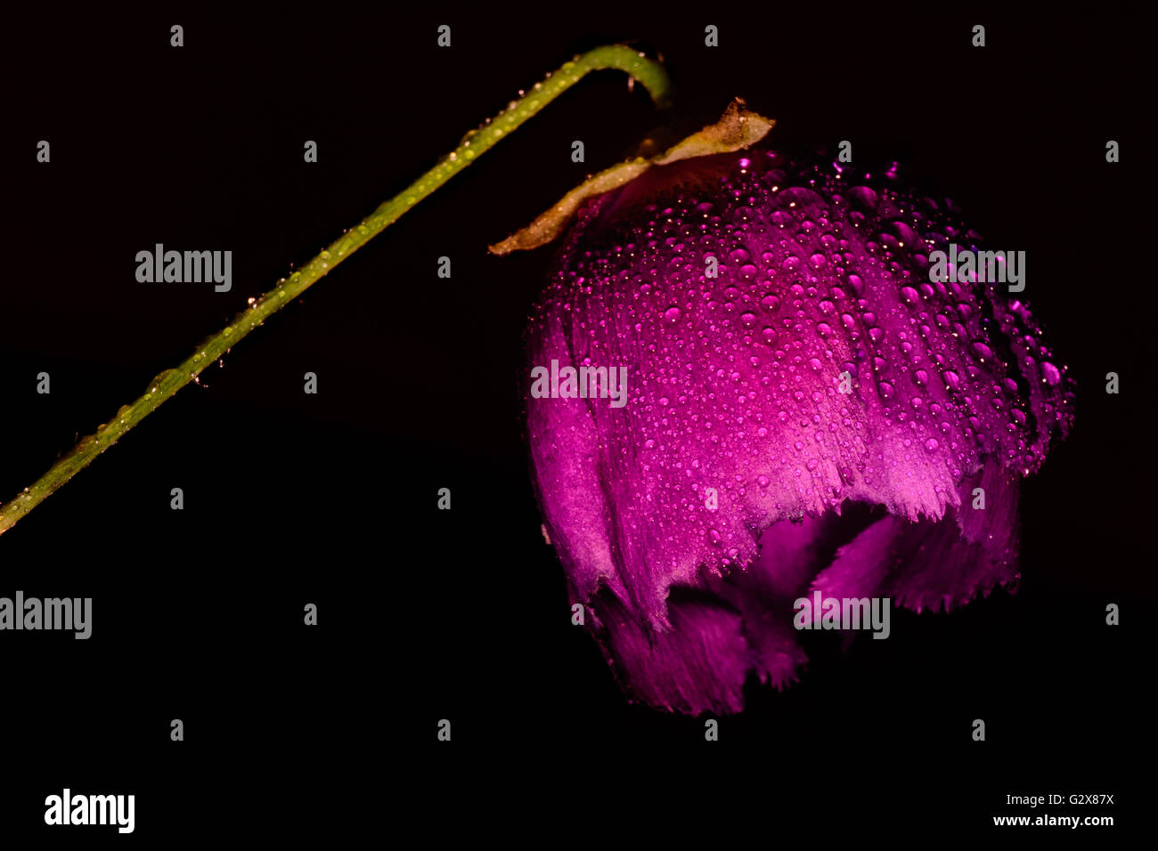 Viola Winecup fiore con goccioline di acqua su sfondo nero Foto Stock