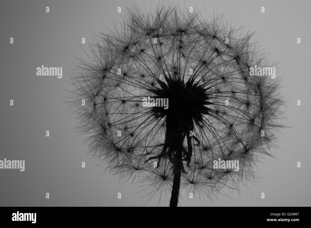 Tarassaco seme head (Taraxacum officinale) silhouette Backgrond bianco Foto Stock