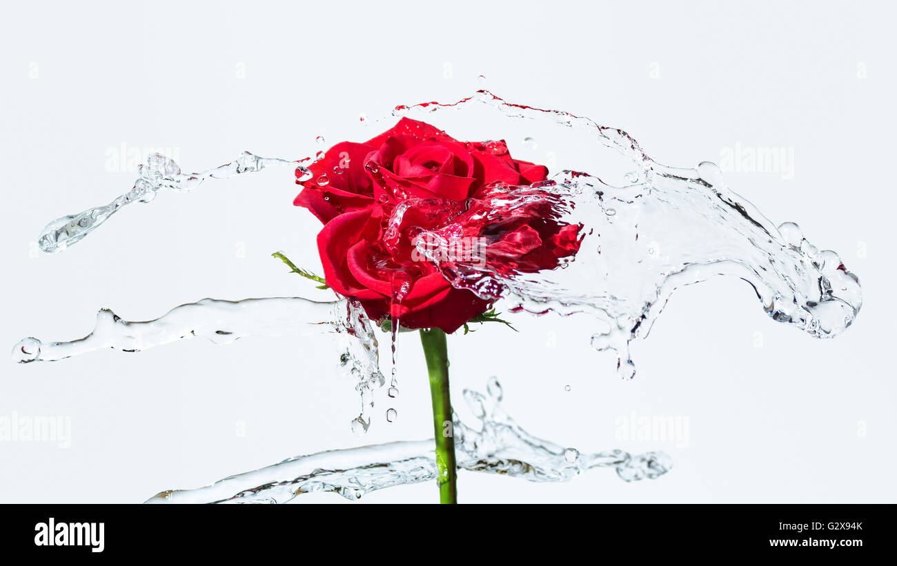 Una rosa rossa con acqua splash e scende su uno sfondo bianco. Messa a fuoco selezionata, la profondità di campo ridotta Foto Stock