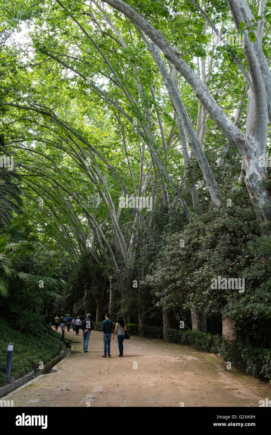 La Concepción, jardín botánico-Histórico de Málaga Foto Stock