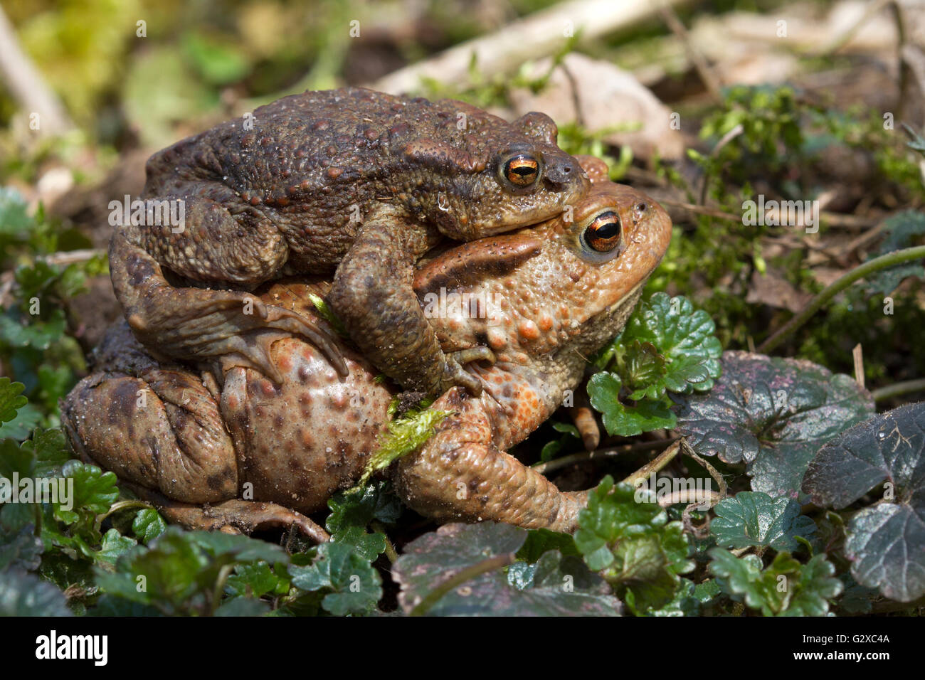 Il rospo comune (Bufo bufo), maschio aggrappandosi ad una femmina, Schleswig-Holstein, Germania Foto Stock