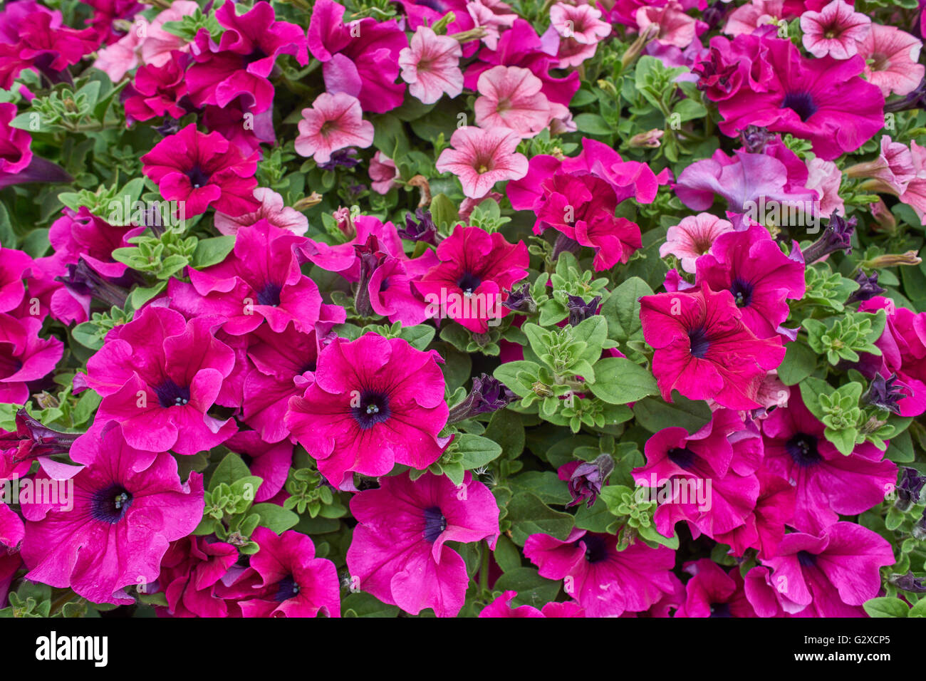 Cluster di rosa e viola nelle petunie petunia Foto Stock