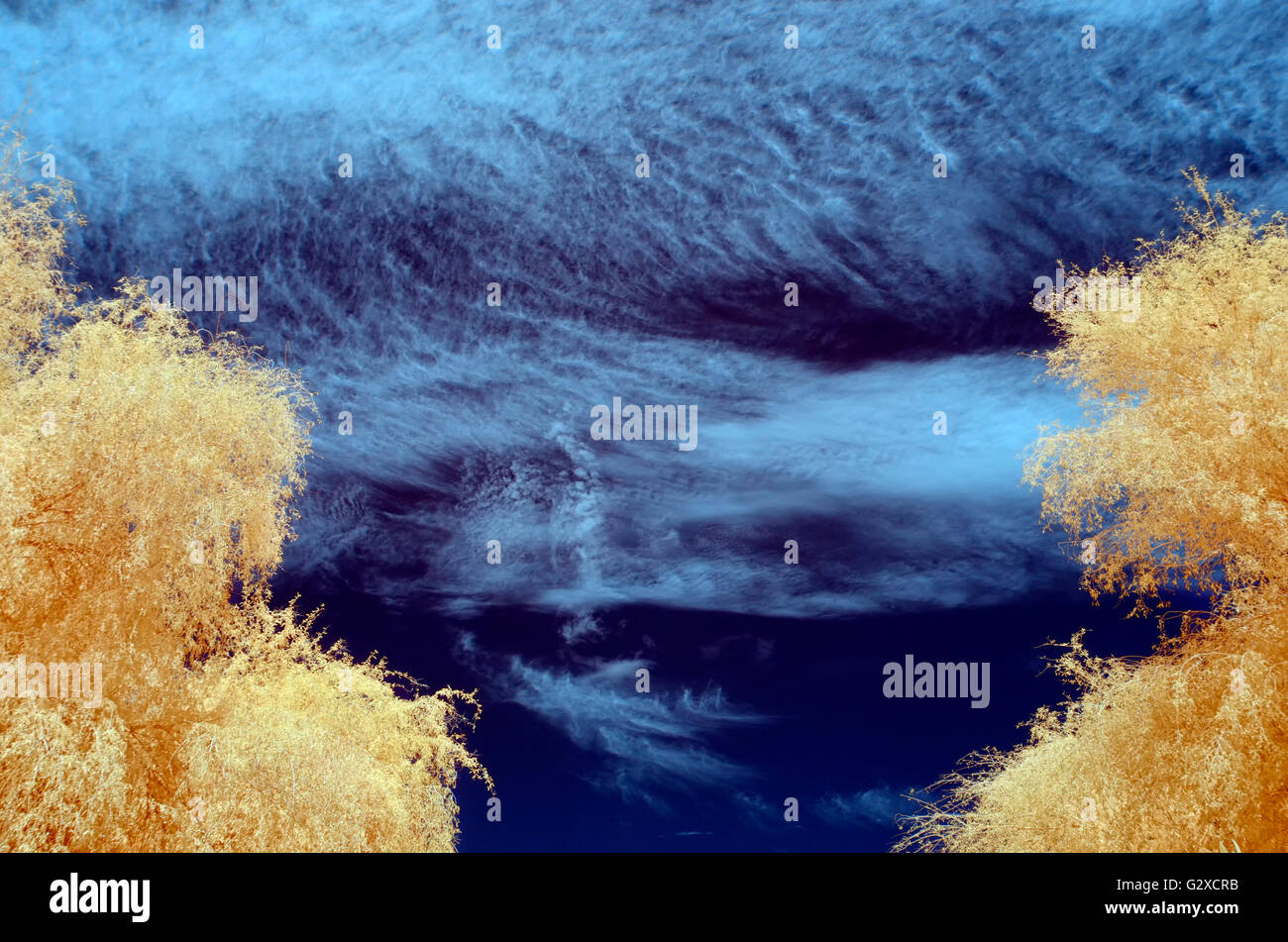 Infra Rosso immagine di albero con colore arancione pallido lascia contro un cielo blu riempita con il bianco delle nuvole Foto Stock