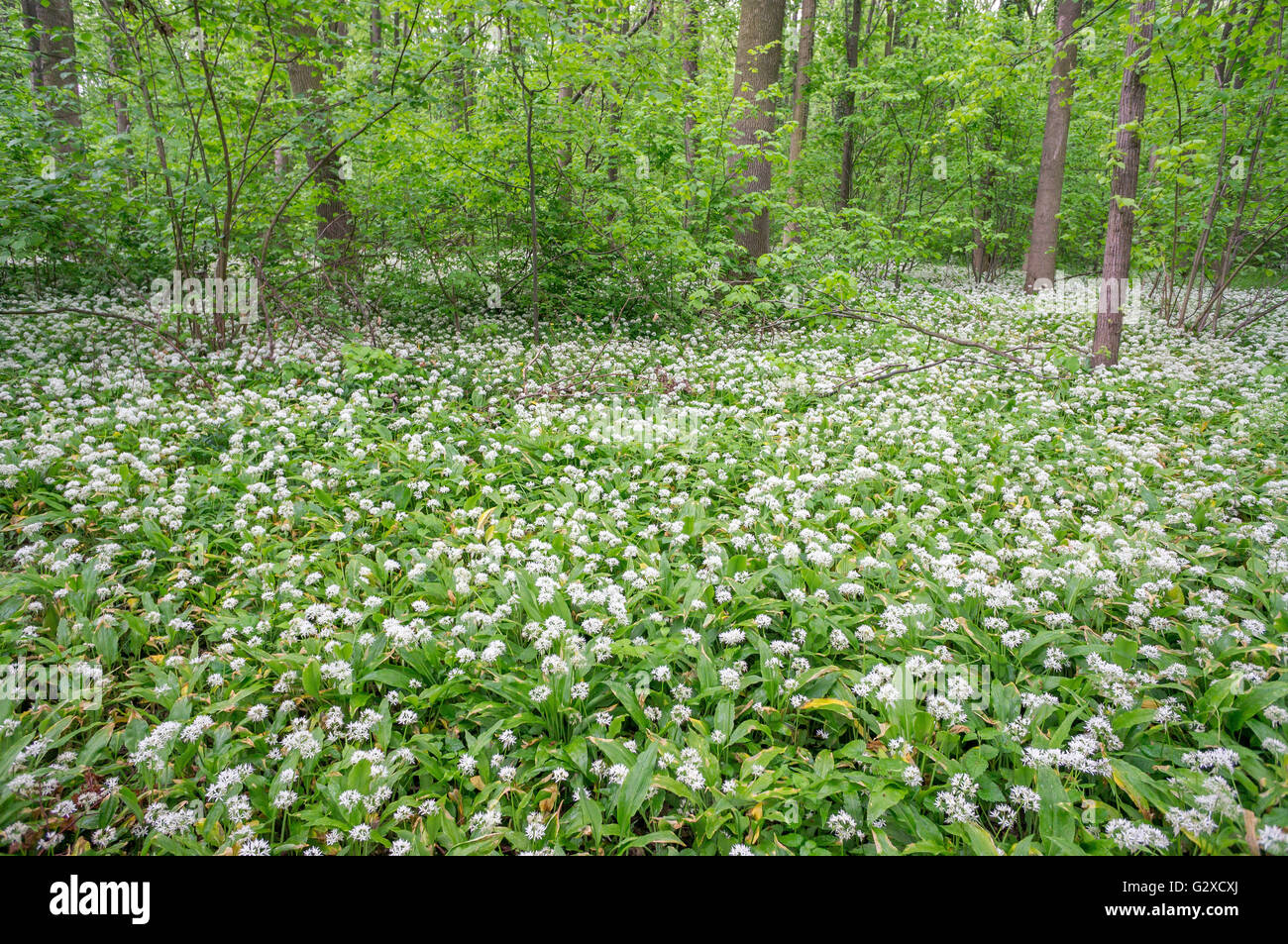 Aglio selvatico fioritura di massa Alium ursinum nel sottobosco della foresta può Foto Stock