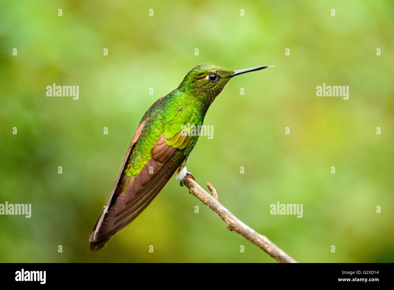 Colibrì in Cocora Valley vicino a Salento in Colombia Foto Stock