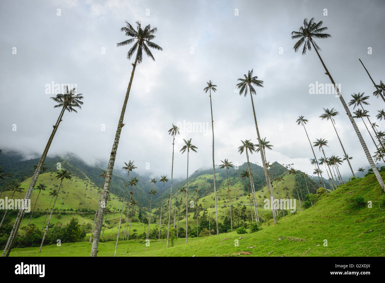 Colline e alte palme in Cocora Valley vicino a Salento, Colombia Foto Stock