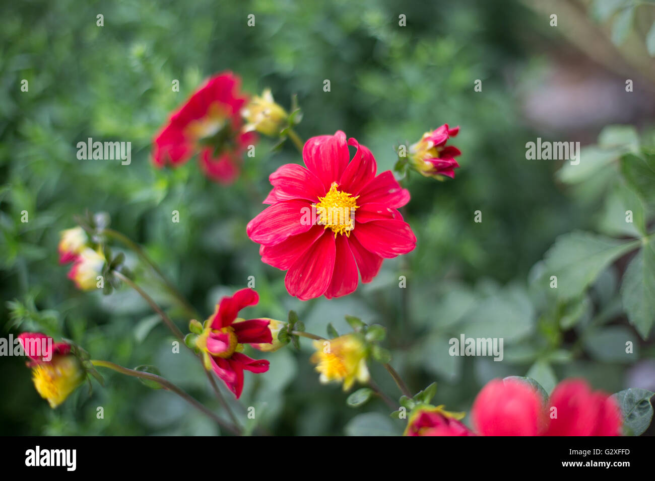 Fiore rosso nel bosco al mattino Foto Stock