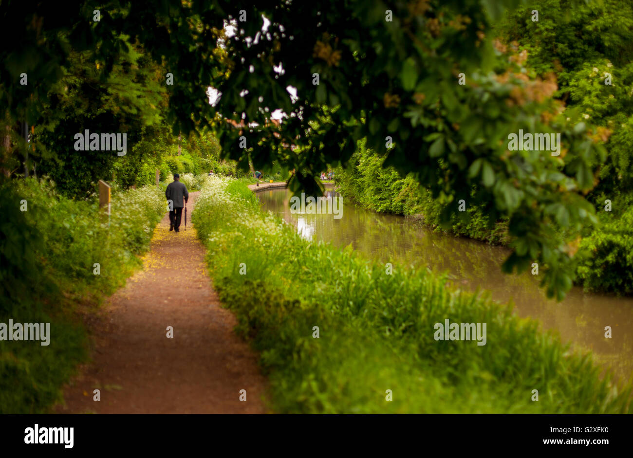 Uomo che cammina da sola in Stratford upon Avon Canal vicino Wilmcote, Warwickshire, Inghilterra, Regno Unito Foto Stock