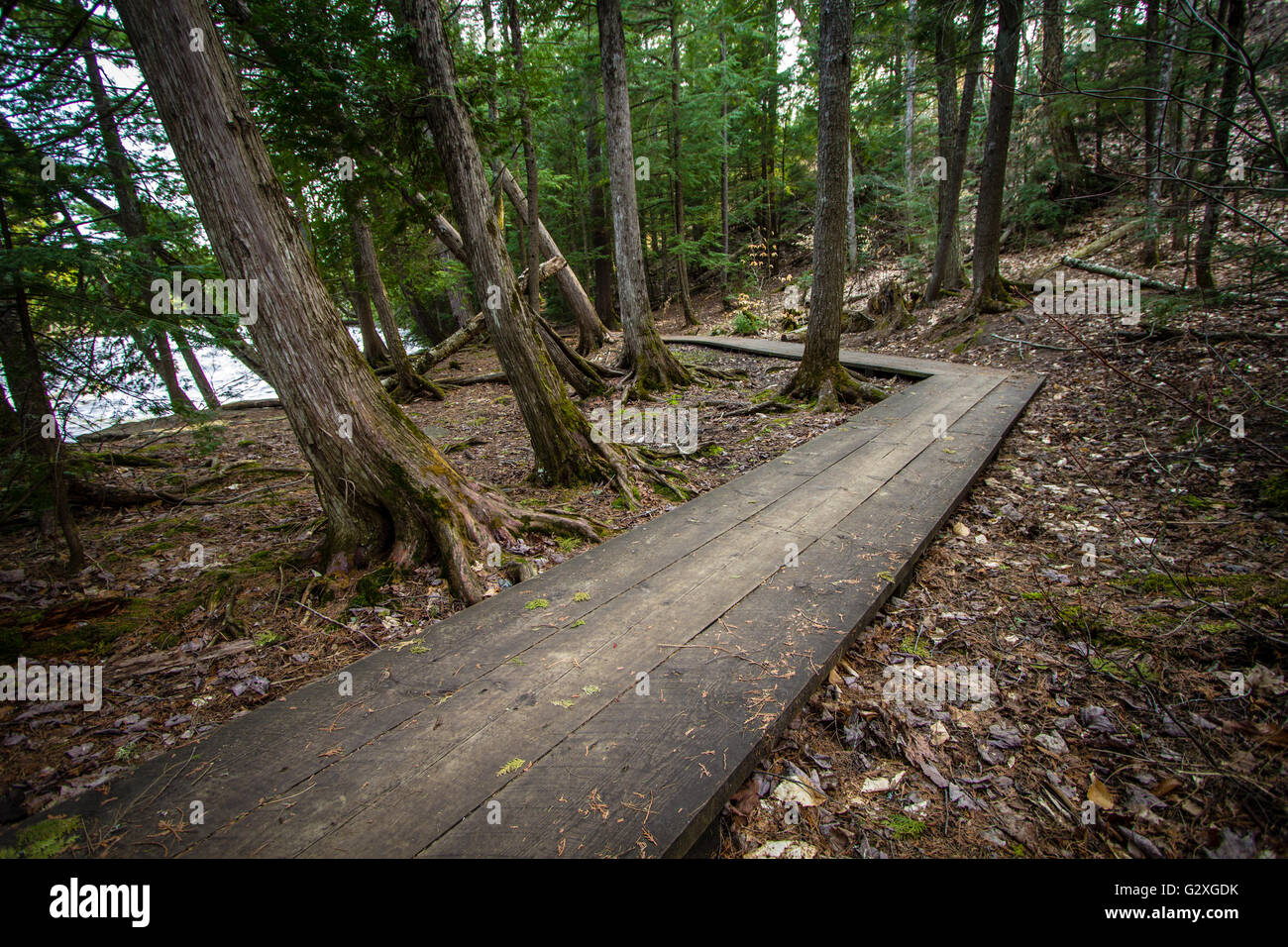 Percorso storto. Crooked passerella in legno attraverso una regione del nord della foresta boreale lungo la North Country Trail nel Tahquamenon Falls State Park in Michigan, Stati Uniti d'America Foto Stock
