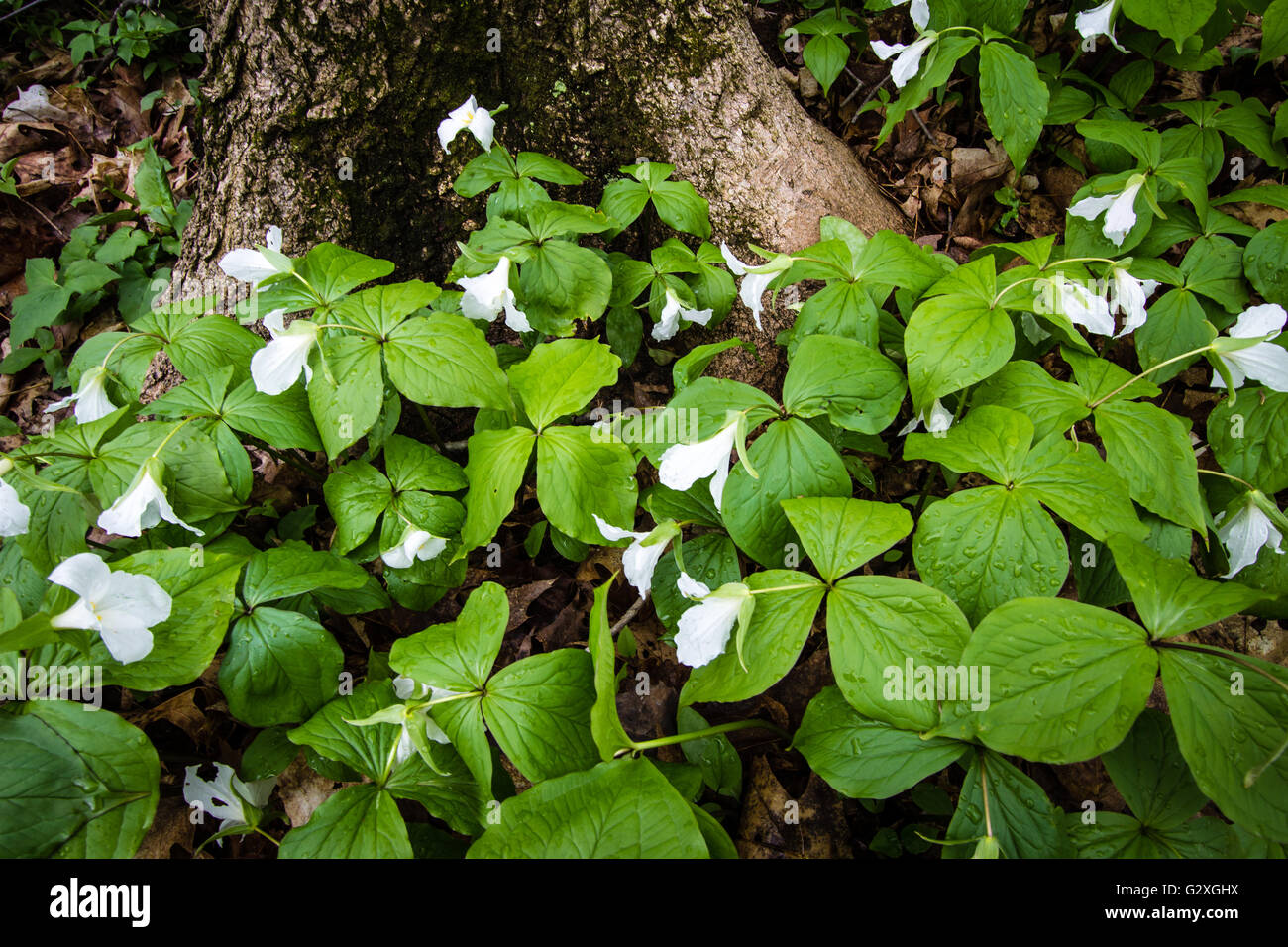 Trillium fiori selvatici. La molla trillium tappeto il suolo della foresta di un bosco del nord. Foto Stock