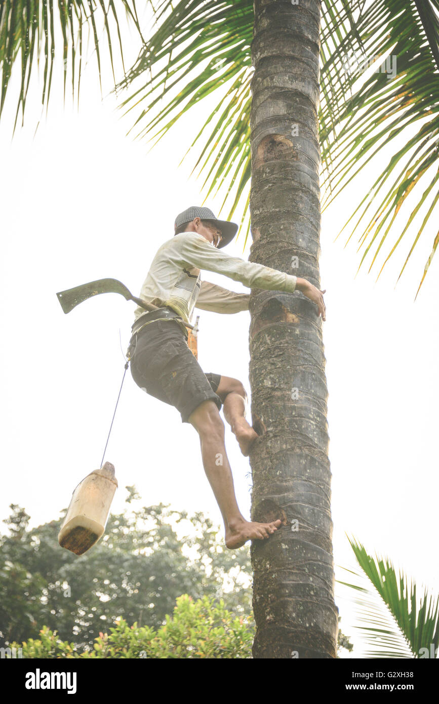 La raccolta di noci di cocco con alcuni impressionanti abilità di arrampicata in una piantagione in Kalibaru, East Java Foto Stock