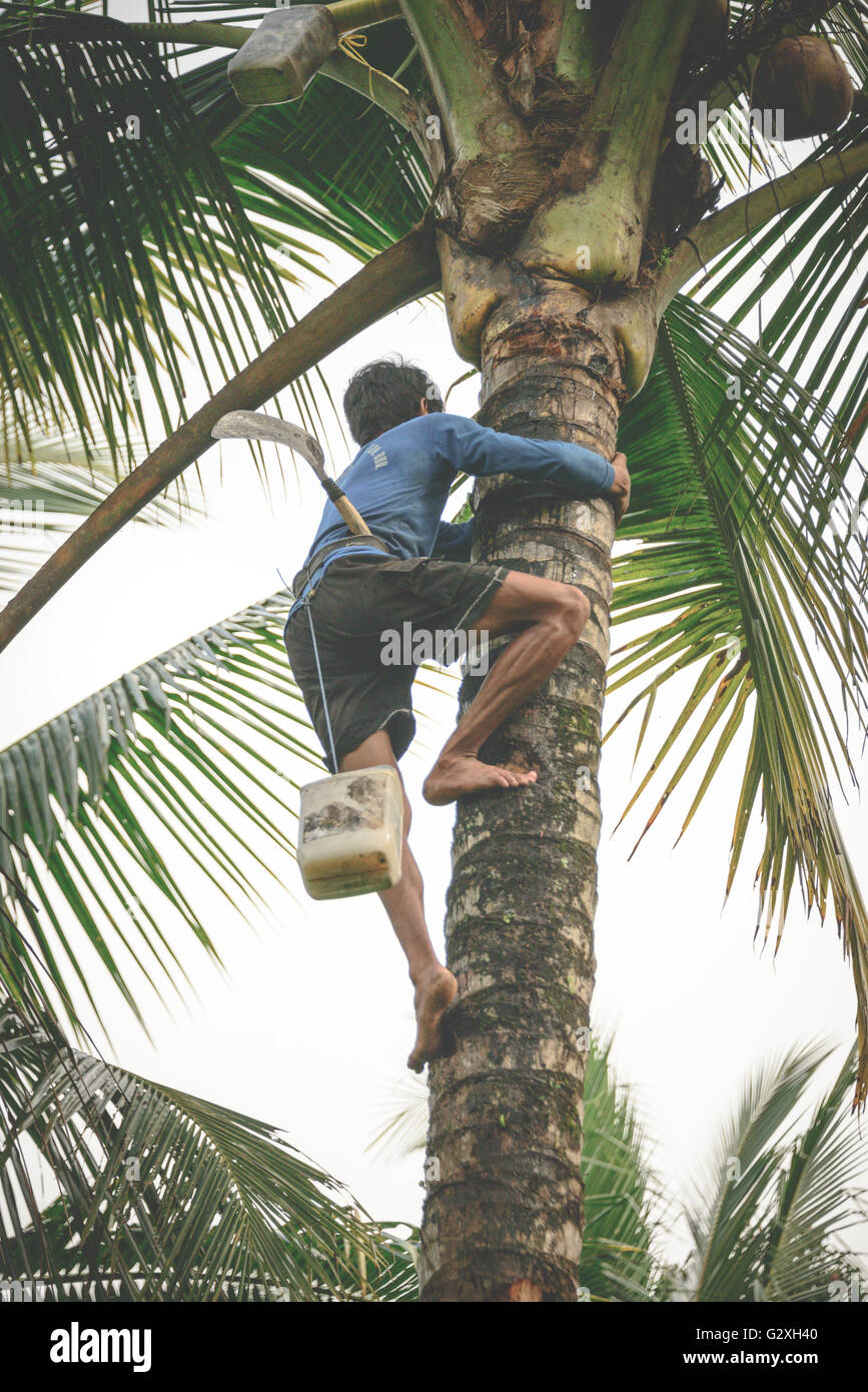 La raccolta di noci di cocco con alcuni impressionanti abilità di arrampicata in una piantagione in Kalibaru, East Java Foto Stock