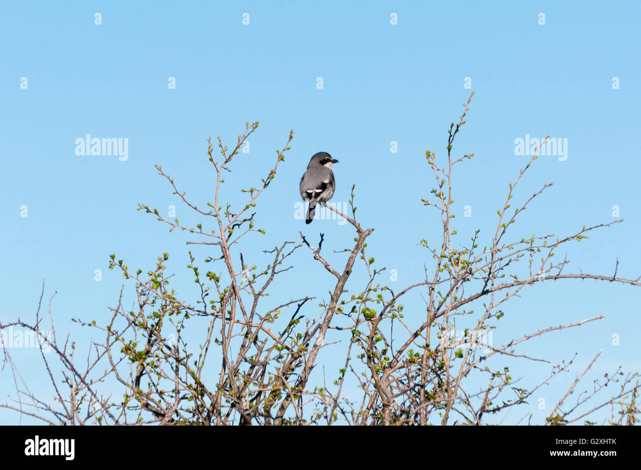 Grigio meridionale, Shrike Lanius meridionalis, appollaiato su un ramo. Foto scattata in Colmenar Viejo, Madrid, Spagna Foto Stock