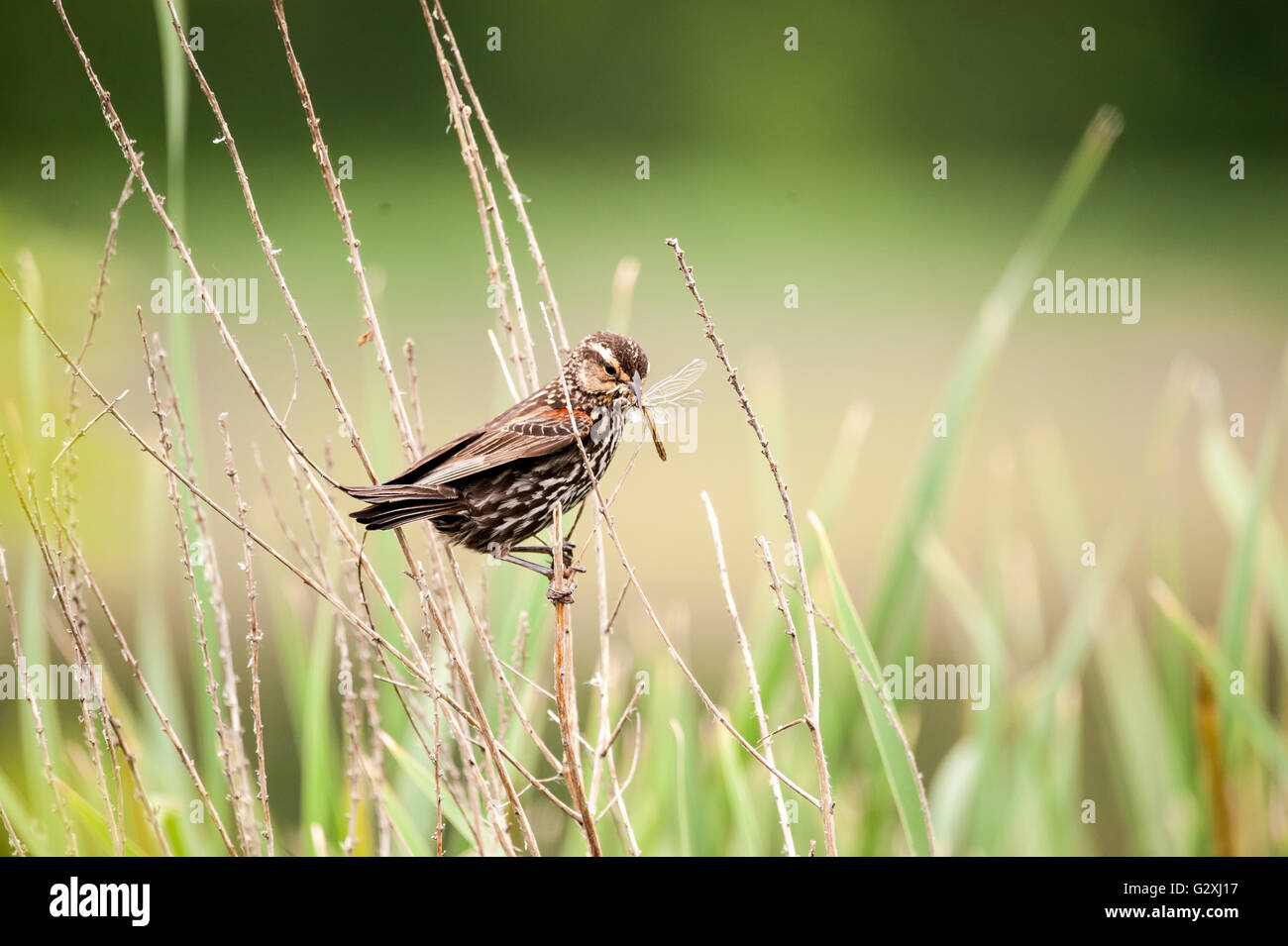 Femmina rosso-winged blackbird con una libellula nella sua bocca, in attesa di nutrire i propri figli. Foto Stock