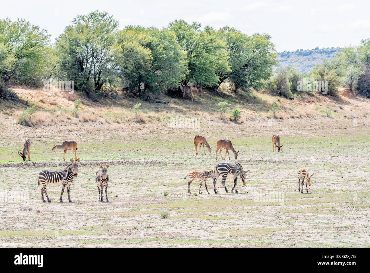Zebre di montagna, Equus zebra zebra, con maggiore Kudus, Tragelaphus strepsiceros, nella parte posteriore che mostra un comportamento inusuale da parte grazin Foto Stock