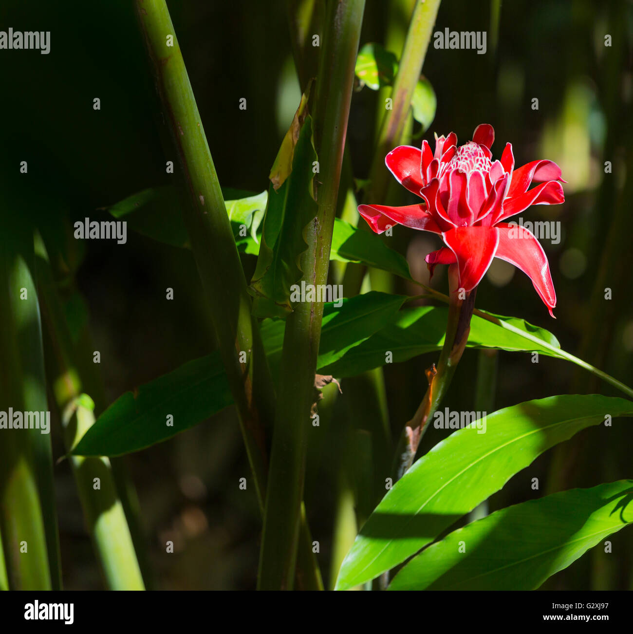 Red Ginger torcia fiore nel giardino botanico di Mahe, Seicelle Foto Stock