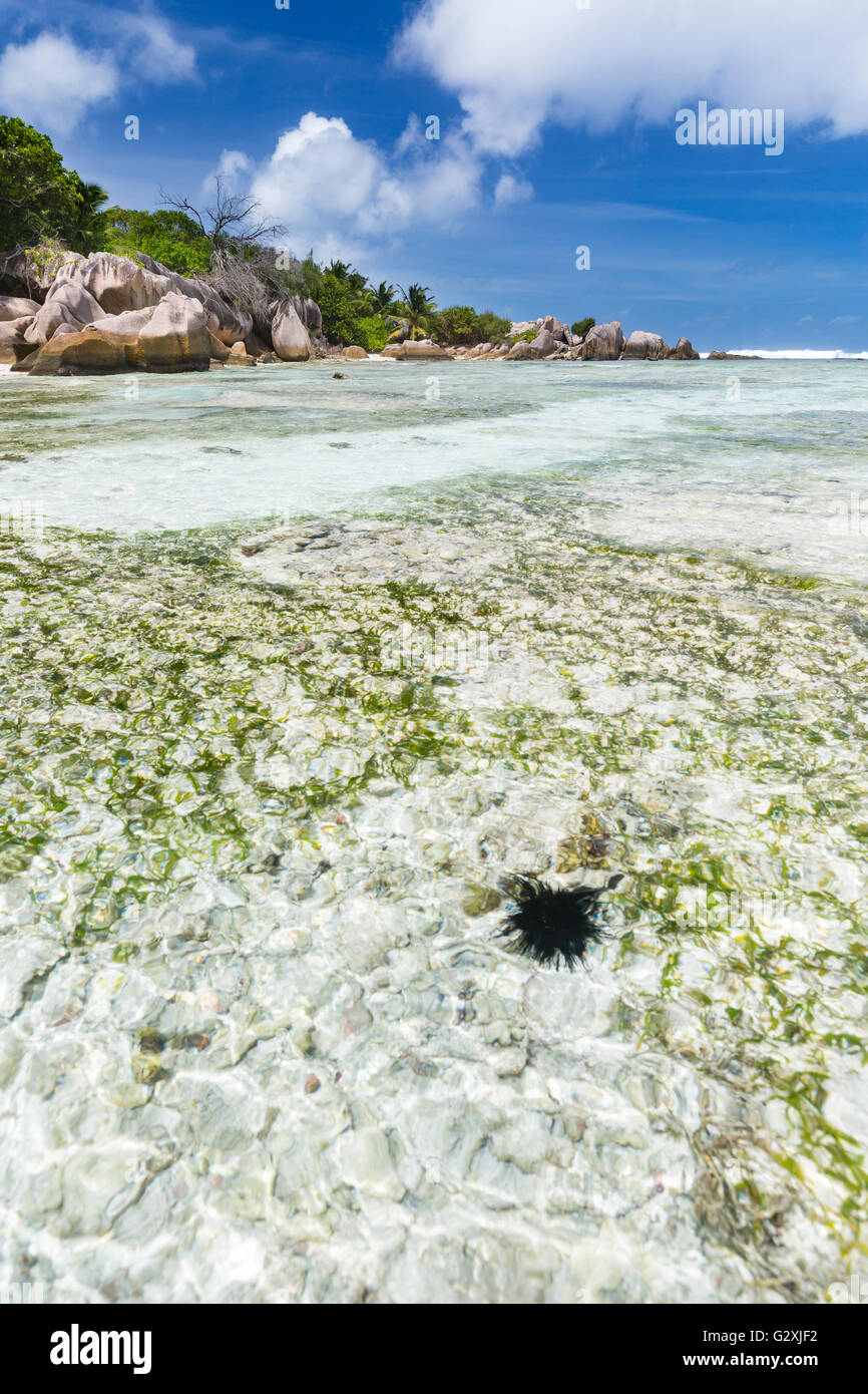 Un ricci di mare nella bellissima laguna Anse Source d'Argent in La Digue, Seicelle con rocce granitiche e corallo nell'acqua Foto Stock