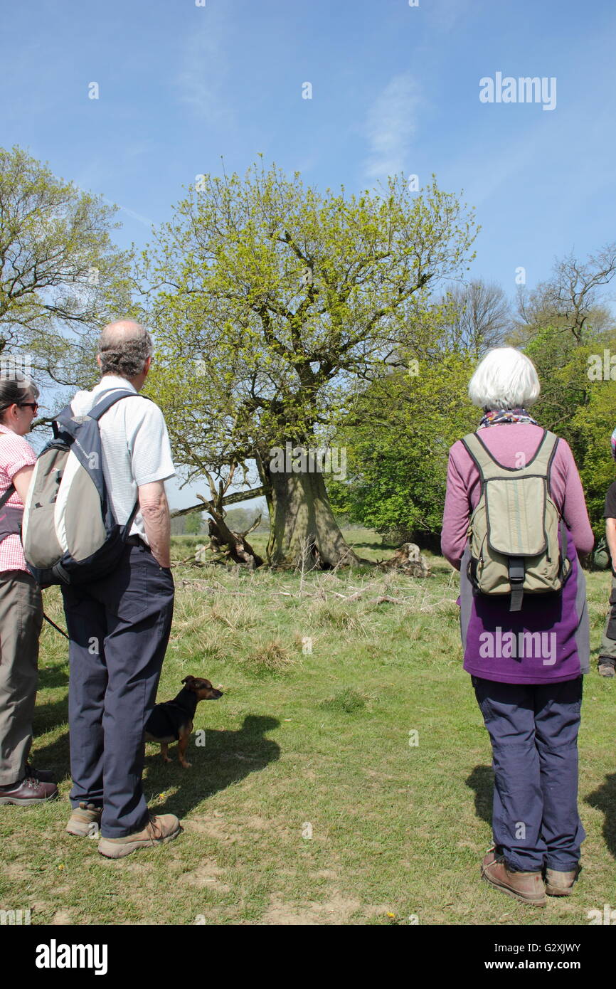 Walkers pausa al sondaggio un veterano quercia durante una passeggiata guidata attraverso il National Trust è Hardwick Station Wagon nel Derbyshire, Regno Unito Foto Stock
