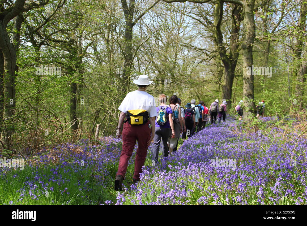 Persone su un bluebell a piedi attraverso il National Trust bosco a Hardwick Station Wagon nel Derbyshire su un soleggiato giorno di maggio Inghilterra REGNO UNITO Foto Stock