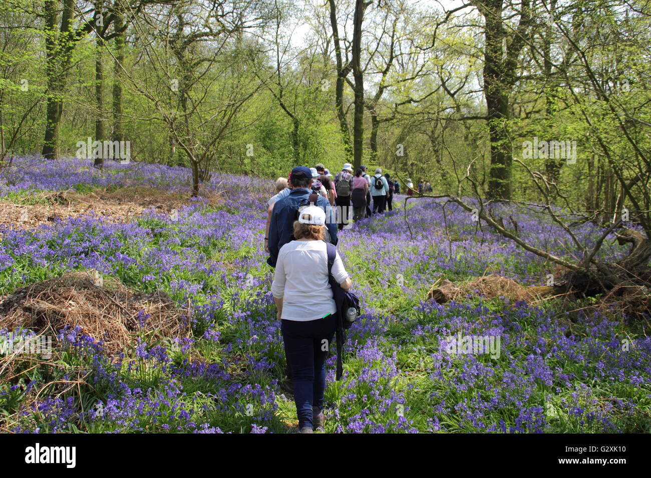 Persone su un percorso guidato di bluebell a piedi attraverso il bosco a Hardwick Station Wagon nel Derbyshire, Regno Unito nel maggio come parte di Chesterfield Walking Festival Foto Stock