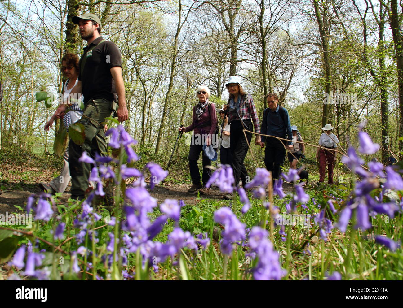 Le persone che partecipano a un bluebell a piedi attraverso il bosco a Hardwick Station Wagon nel Derbyshire su una soleggiata giornata di primavera, Regno Unito - Maggio Foto Stock