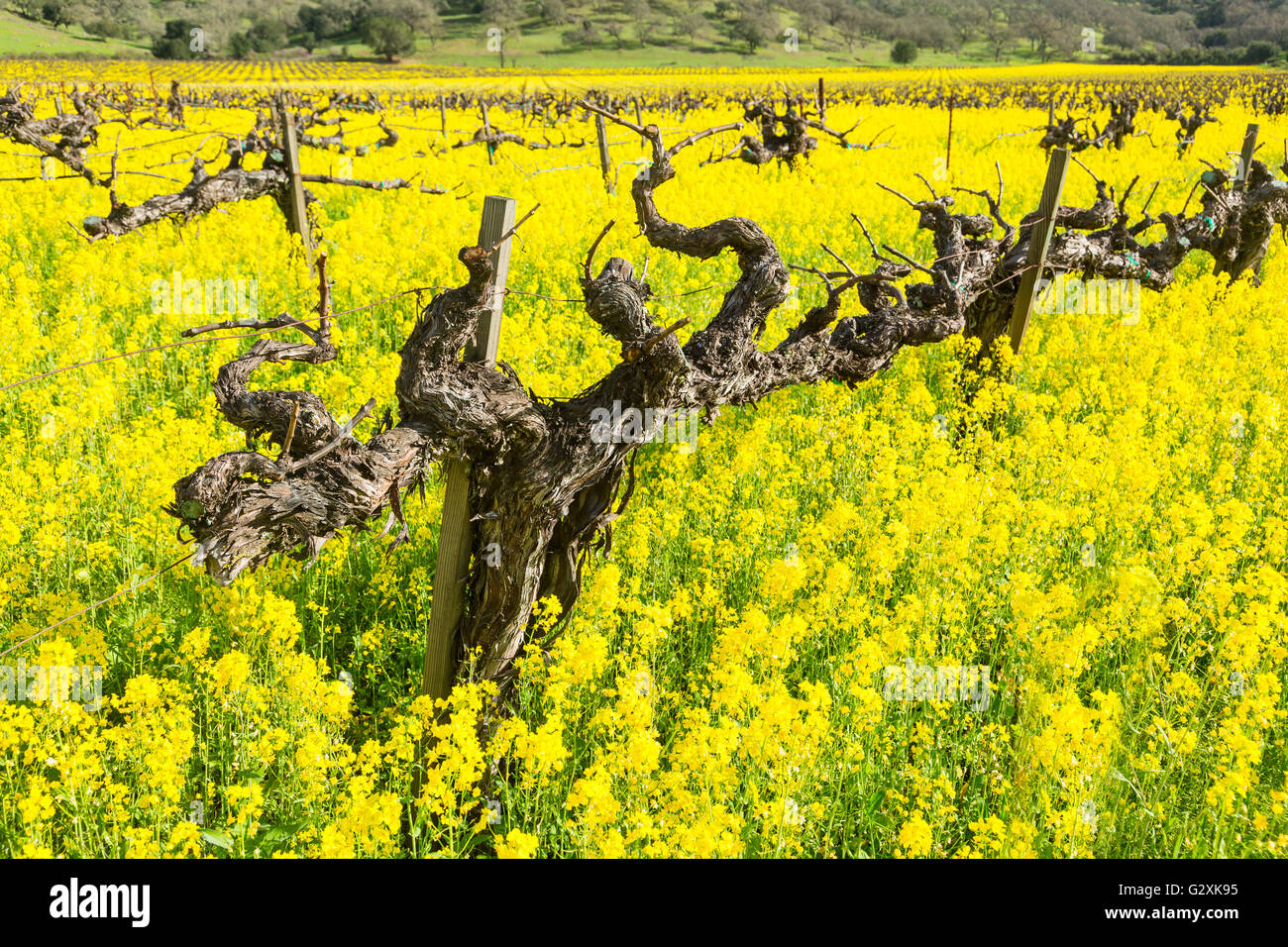La molla nella Napa Valley con fiori di senape Foto Stock