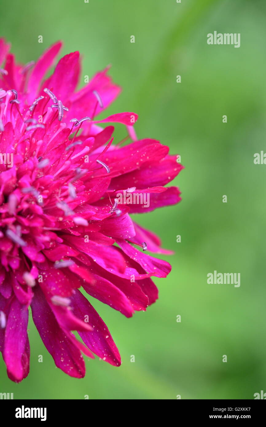 La metà di un fiore rosa in dettaglio macro Foto Stock