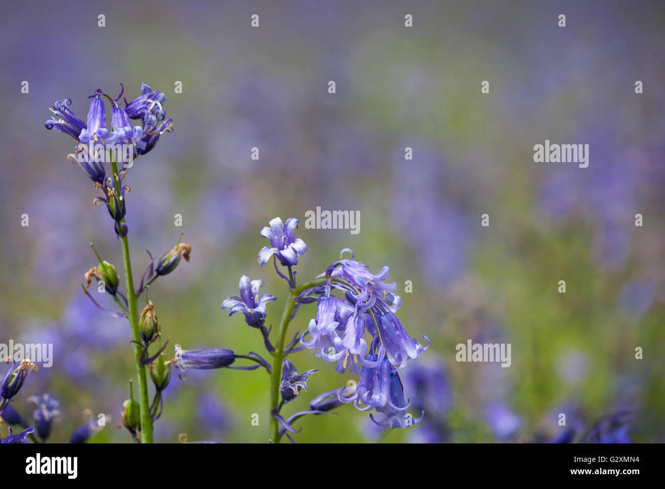 Un close-up di Bluebells crescendo in una foresta in Hampshire Foto Stock