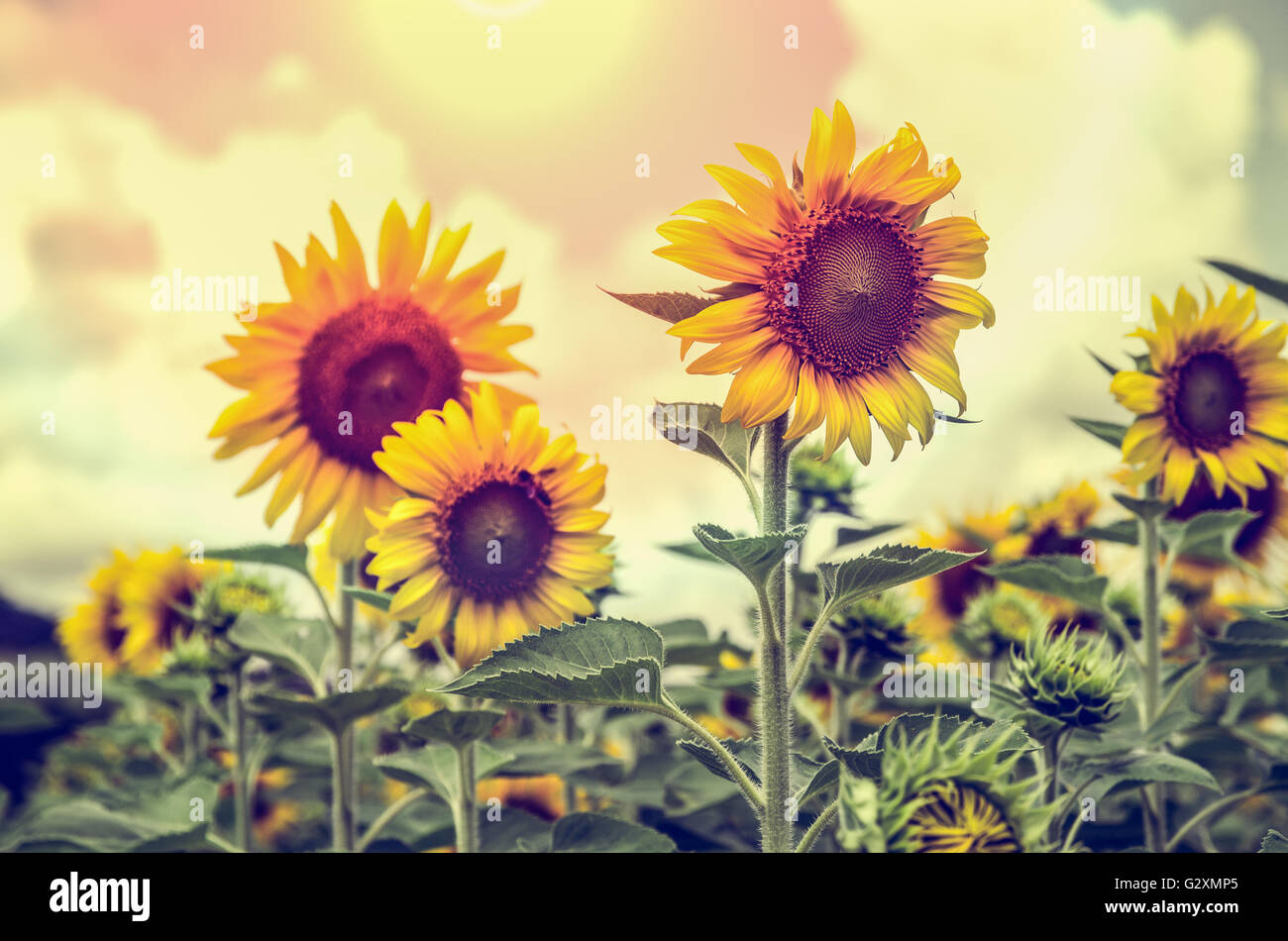 In stile vintage molti giallo fiore di girasole o di Helianthus annuus fioritura sotto la luce del sole e il sole splende nel campo Foto Stock