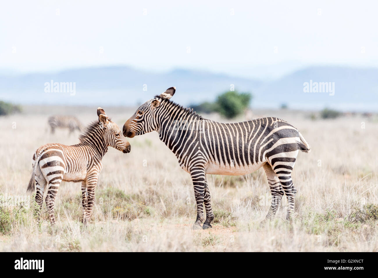 Una montagna zebra mare, Equus zebra zebra, con puledro vicino Cradock in Sud Africa Foto Stock