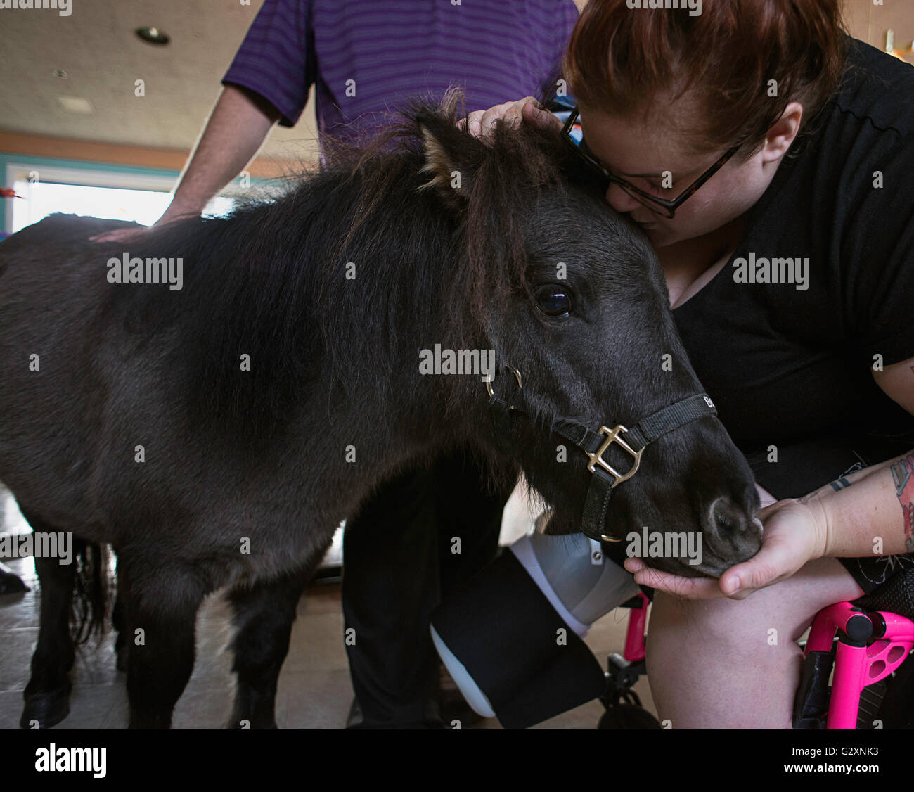 Un cavallo in miniatura, lavorando come terapia animale visitando un recentemente ferito paziente presso una struttura riabilitativa. Foto Stock