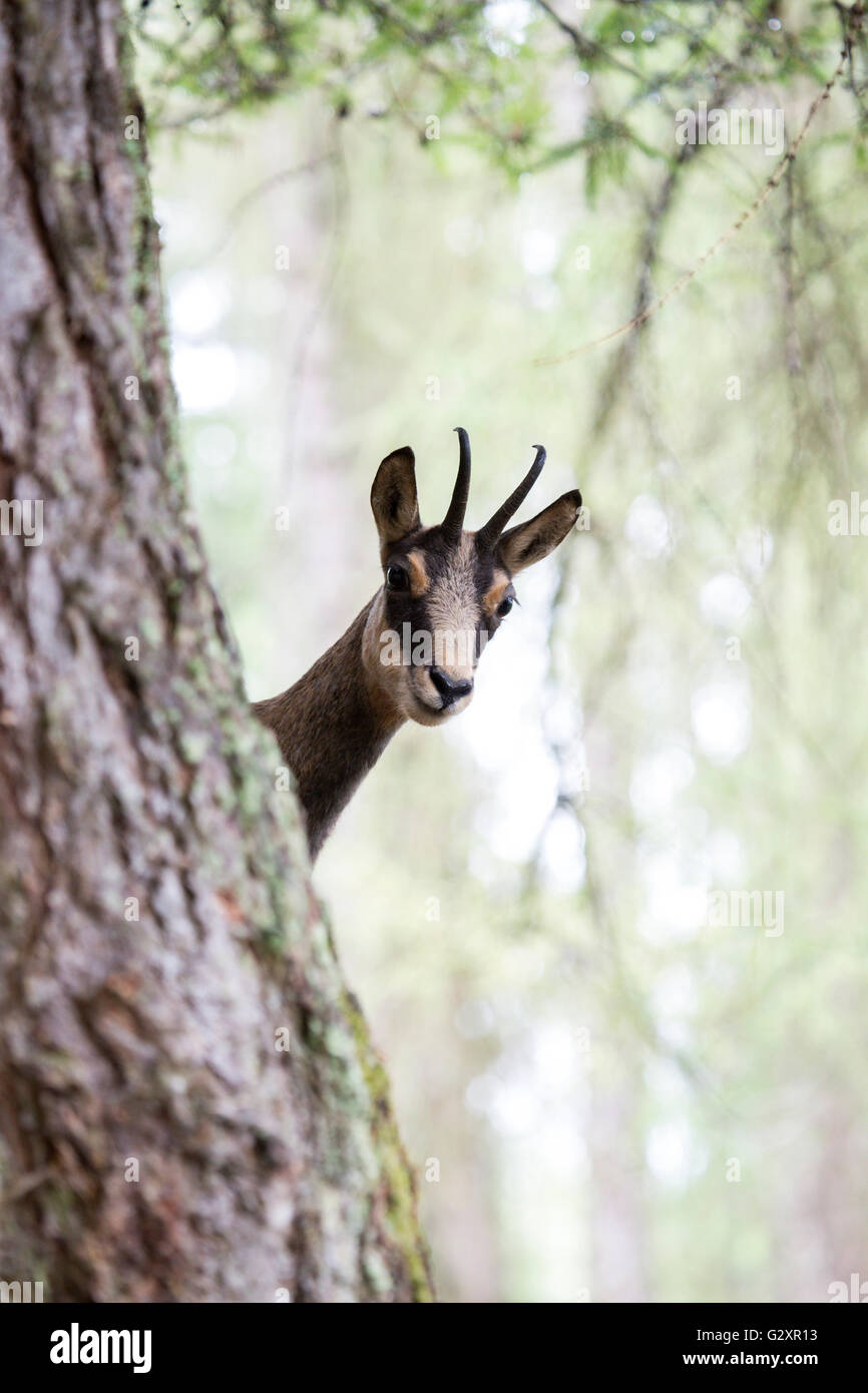 Un panno di pelle di daino, Rupicapra spp, parzialmente nascosto dietro il tronco di un albero Foto Stock