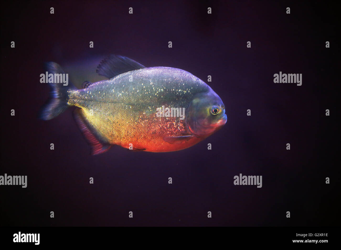 Un piranha nuotando lungo nel buio. Piranhas hanno una reputazione come feroci predatori che caccia le loro prede nelle scuole. Foto Stock