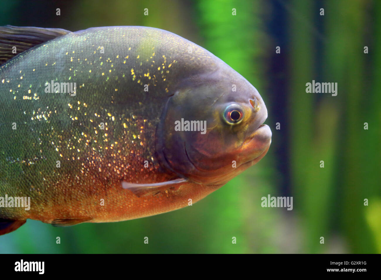 Primo piano di un Piranha solo nuotare. Di solito questi pesci cacciare le loro prede nelle scuole. Foto Stock