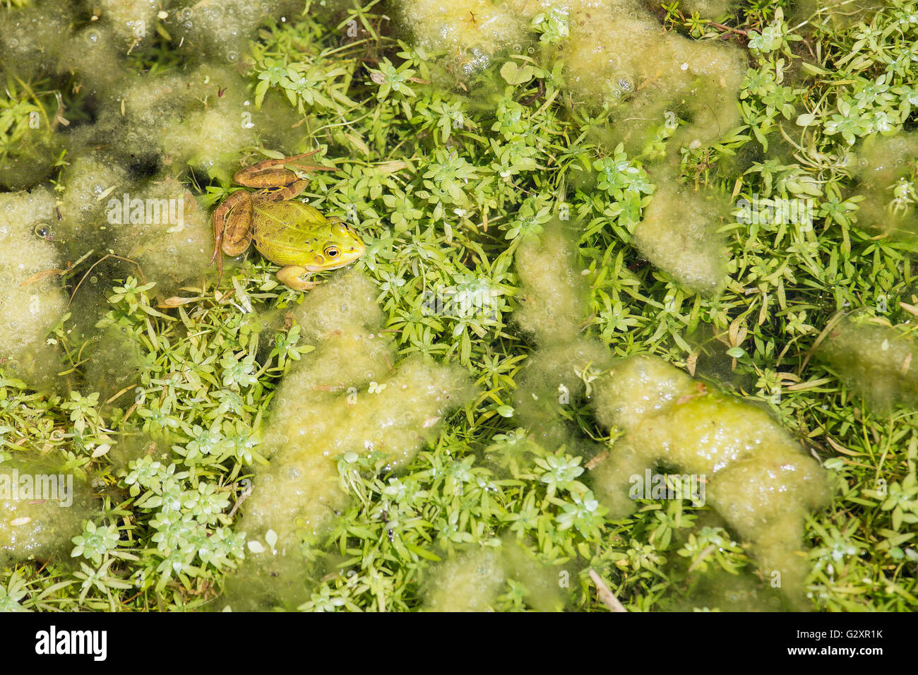 Un maschio di acqua comune rana verde, Pelophylax esculentus, flottante sulla vegetazione di un laghetto. Queste rane commestibili sono usati per foo Foto Stock