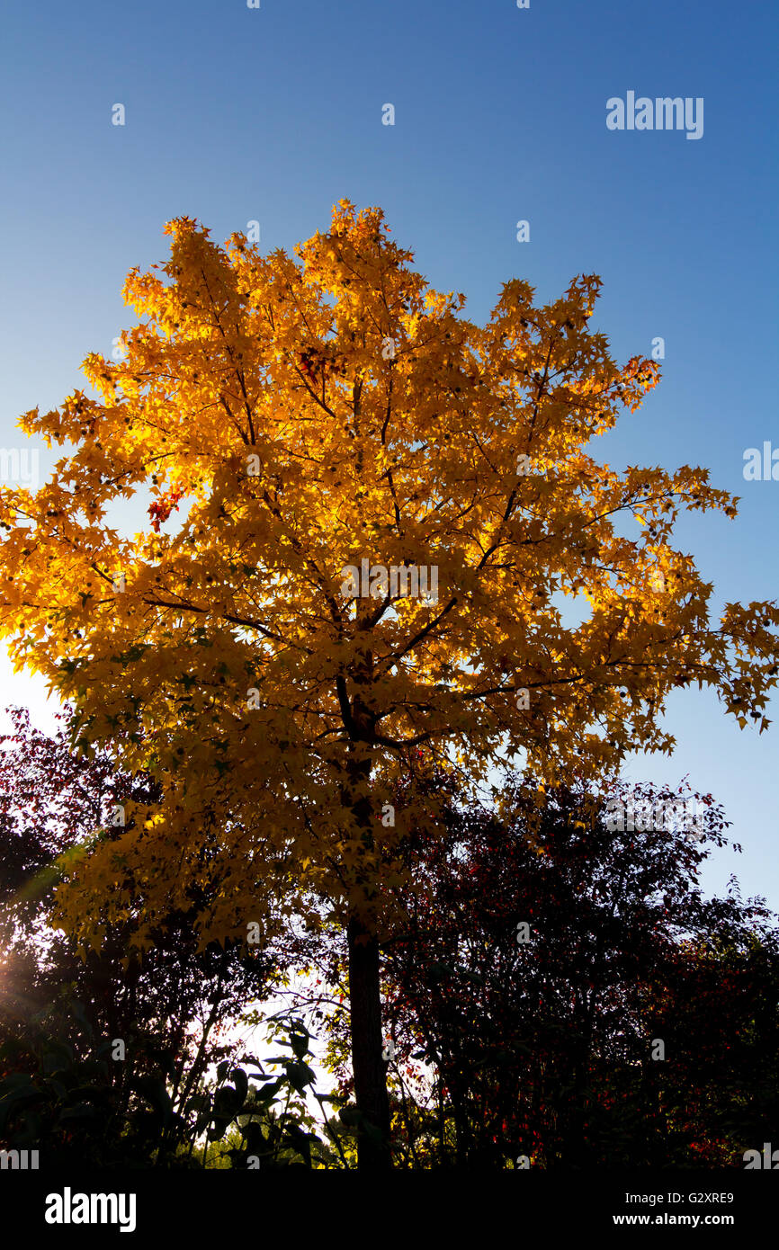 Alberi in autunno con toni gialli e blu cielo Foto Stock