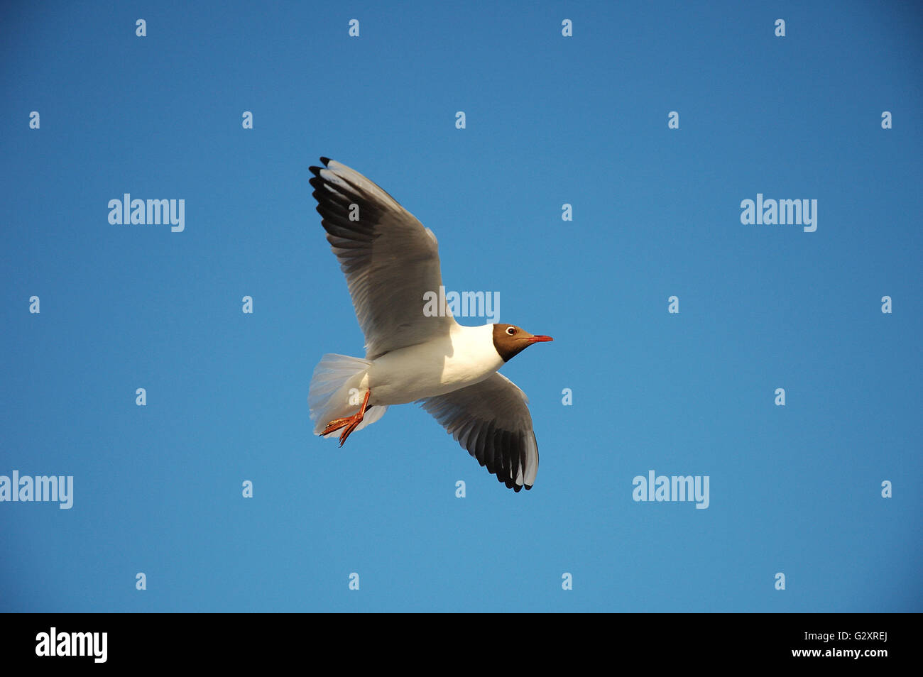 Seagull oltre il mar baltico beach in Polonia Foto Stock