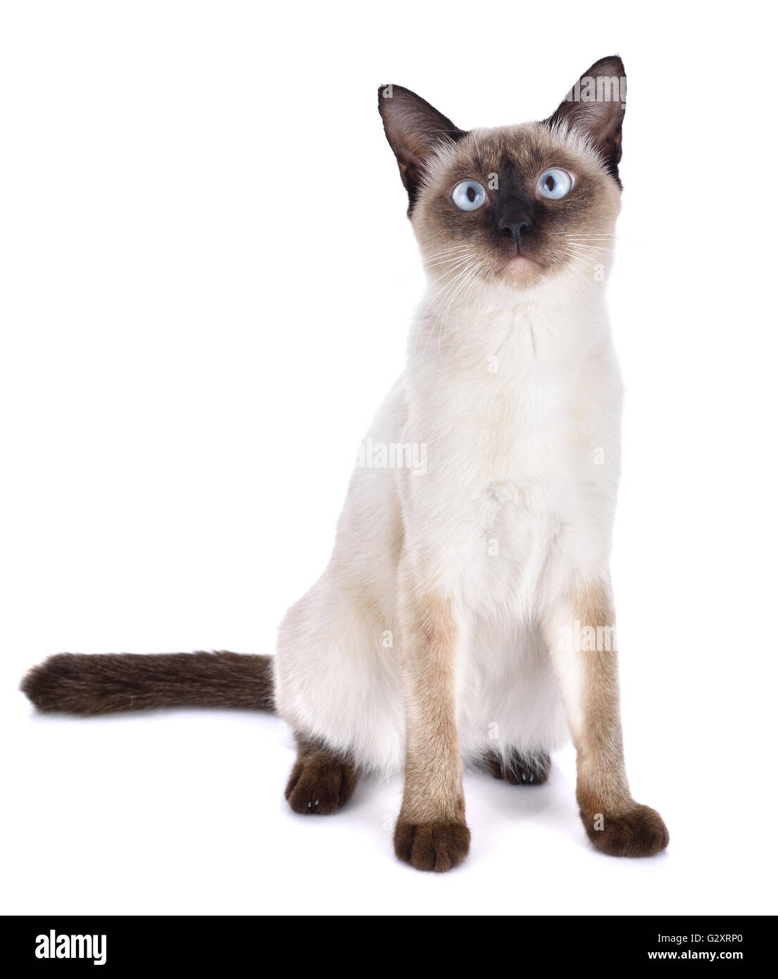 Ritratto di bruno gatto isolati su sfondo bianco Foto Stock